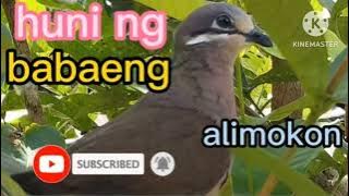White eard brown dove (alimokon) Bird calling  sounds #akobicolTv