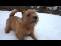 Kalle the Norwich terrier in the snow