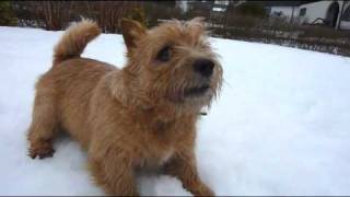 Kalle the Norwich terrier in the snow