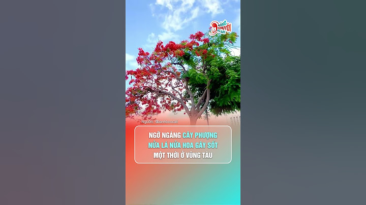 Độc lạ cây phượng nửa lá nửa hoa gây sốt một thời ở Vũng Tàu | Hóng Chuyện Đó Đây