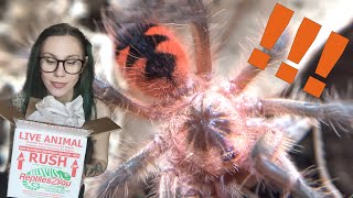 UNBOXING Super Rare, *USA First* Captive Bred TARANTULA and other FAV SPECIES from FangzTV!