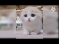 baby cats