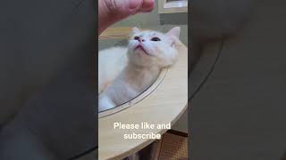 Cat cafe