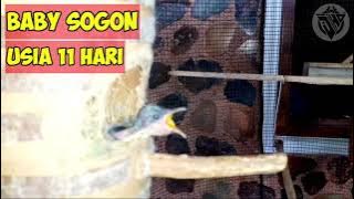 Download lagu usia 11 hari anakan burung sogok ontong