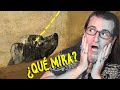 ¿QUÉ MIRA EL PERRO DE GOYA? UN SECRETO DE LAS PINTURAS NEGRAS DEL MUSEO DEL PRADO