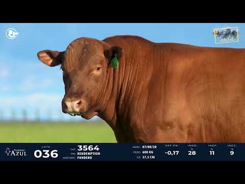 LOTE 36 - RED ANGUS 3564