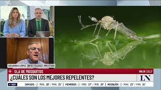 Brote histórico de dengue: cuáles son los mejores repelentes para prevenirlo