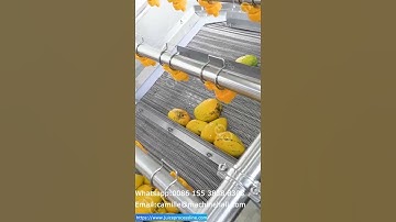 Mango Washing Cleaning Machine With Air Drying System Cost