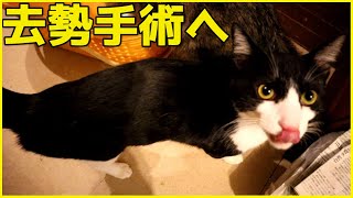 ゴンちゃんの玉がなくなりました。 by kopasan 6匹+3匹の猫 【猫と車とDIY】 198 views 1 month ago 2 minutes, 10 seconds