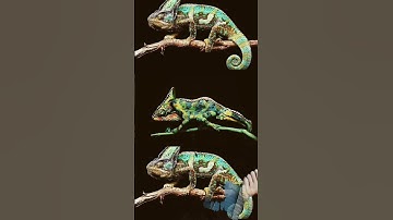 Thumbnail of #animals #chameleon #reptiles #ameleon #chamaeleon #veiledchameleon #lizard #music #song