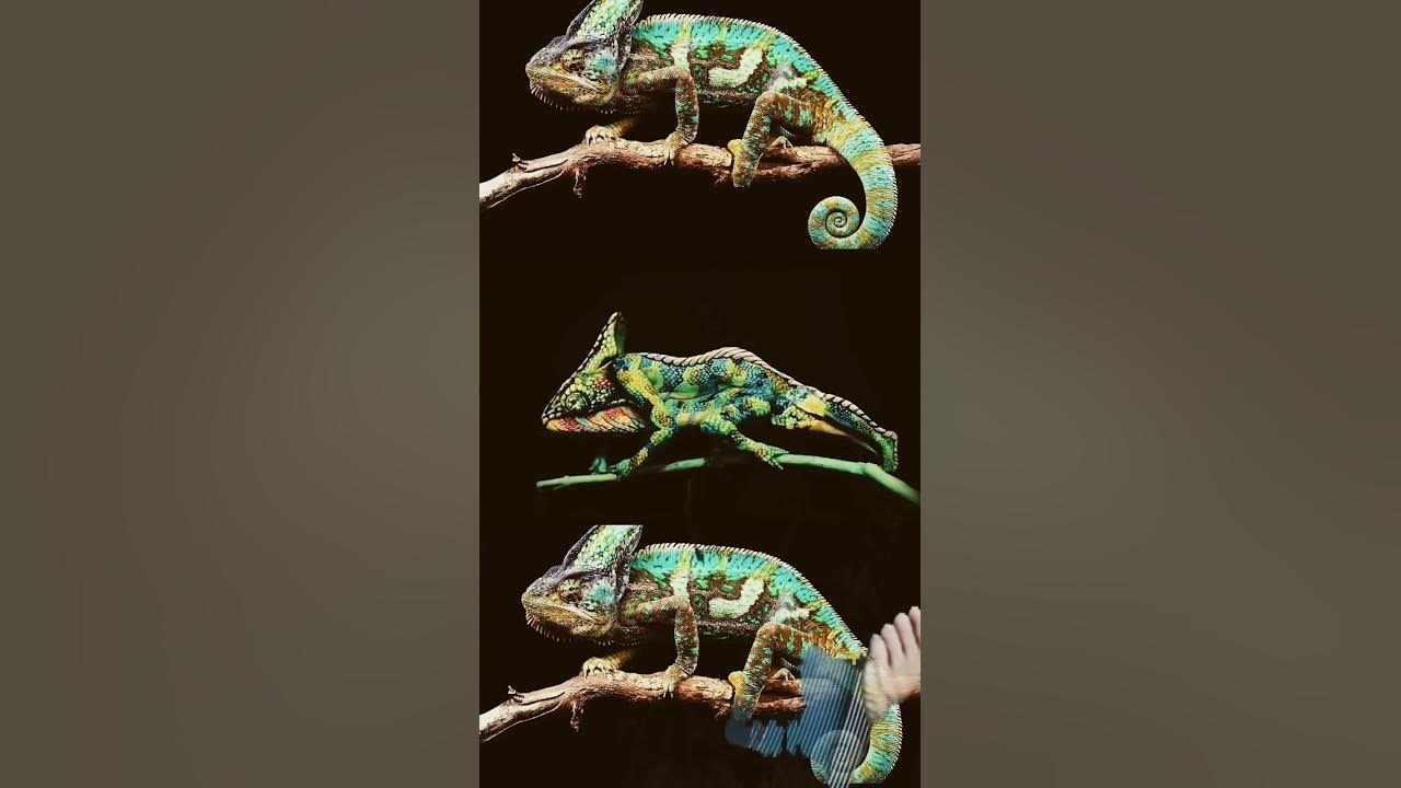 #animals #chameleon #reptiles #ameleon #chamaeleon #veiledchameleon #lizard #music #song