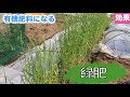 【緑肥】ライ太郎でふわふわな土へ【家庭菜園】夏野菜の準備→土作り！有機肥料になります！