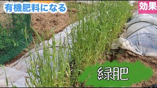 【緑肥】ライ太郎でふわふわな土へ【家庭菜園】夏野菜の準備→土作り！有機肥料になります！