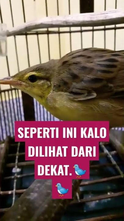 Melihat warna bulu burung cucak koreng dengan dekat 🐦#bubupatiand #shorts #short