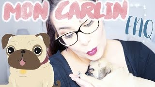 Je vous présente mon bébé carlin !