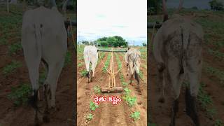 రైతు కష్టం 🌾🌾🙏🙏 #shorts #farming #farmer Mari farmer blogs రైతులకు సపోర్ట్ చేద్దాం😭🙏😭🙏😭