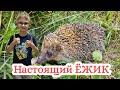 ЁЖИК | Вышел из леса настоящий лесной ёжик!