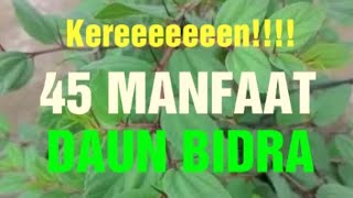 Check Out These 45 Benefits of Jujube Leaves for Human Health