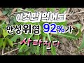 위장속에 곪은 모든 염증성질환 90프로 이상 뿌리채 깨끗이 빨아내는 약초