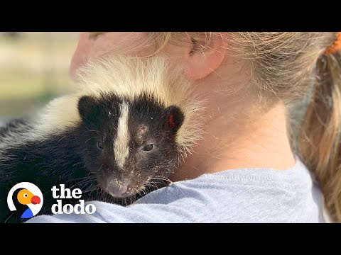 Video: Kako ponovno domov Skunk družine