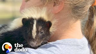 Woman Takes In Injured Little Skunk And Raises Him As Her Baby | The Dodo