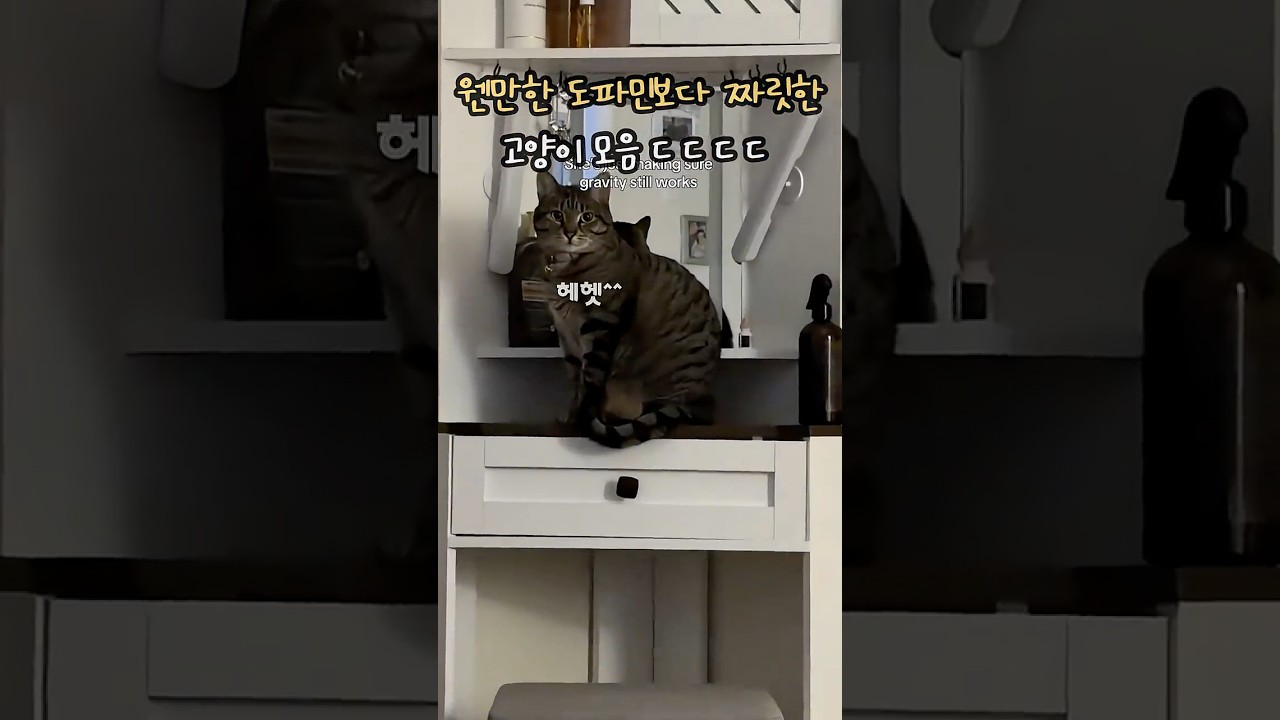 웬만한 도파민 자극보다 짜릿한 고양이들 모음 ㄷ ㄷ ㄷ