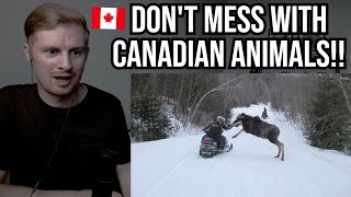 Reaction To Crazy Animal Encounters In Canada