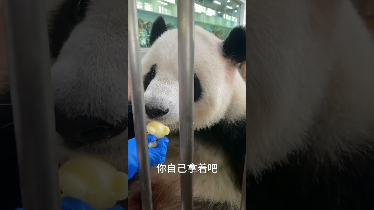 广州“女明星”雅一的粤语水平… #广州动物园#大熊猫#粤语#广州#一方水土养一方熊猫