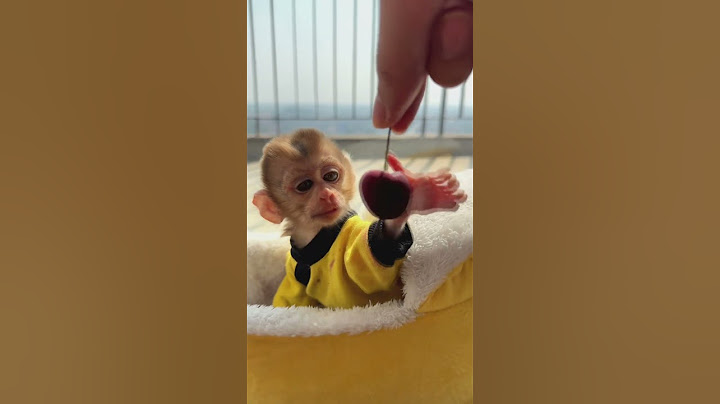 A Little Monkey Eats a Cherry || ViralHog