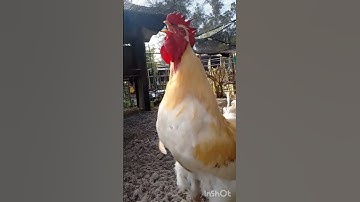 Thumbnail of El Bello Canto Del #Gallo en #feedshorts #gallos