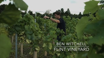 Why is measuring dissolved oxygen important in wine making?