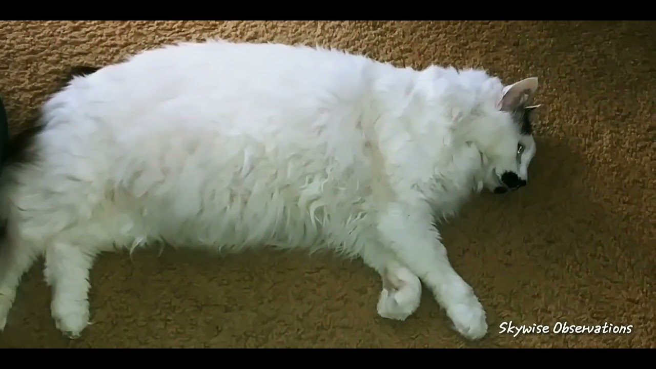 A Cat's Tale Of "27" & A Couple Of Countries! 1/28/2026; 3:20 p.m.+