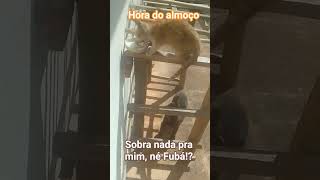  "Bon Appétit" #petsfofinhos #caesdobrasil #gatoshermosos