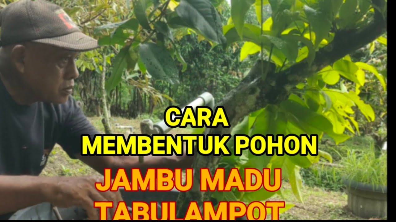 CARA PEMBENTUKAN POHON JAMBU MADU DAN BLACKINGKONG TABULAMPOT