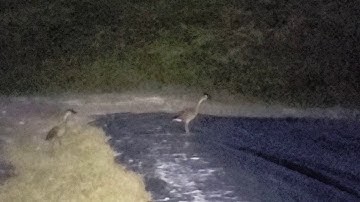 West Indian Whistling Duck observed at a Sewage Plant