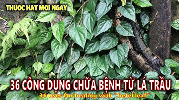36 Công Dụng Chữa Bệnh Từ Lá Cây Trầu Không | 36 Uses Of Betel Leaf Leaves For Healing