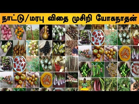 ஆடி பட்டம் தேடி விதை | நாட்டு காய்கறி,கீரை விதைகள் கூரியர் முலமாக அனுப்பி வைக்கப்படும் | யோகநாதன்