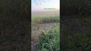 #hlrbo #outdoorgearreview #deerhunting #hunting #dailyvlog #archery #psearchery #first lite t
