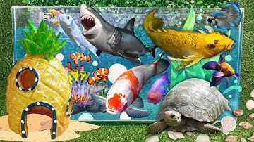 Tổng hợp video cá cảnh đẹp, động vật dễ thương, cá mập, cá sấu hoả tiễn, cá vàng, rắn, cá chép, ếch