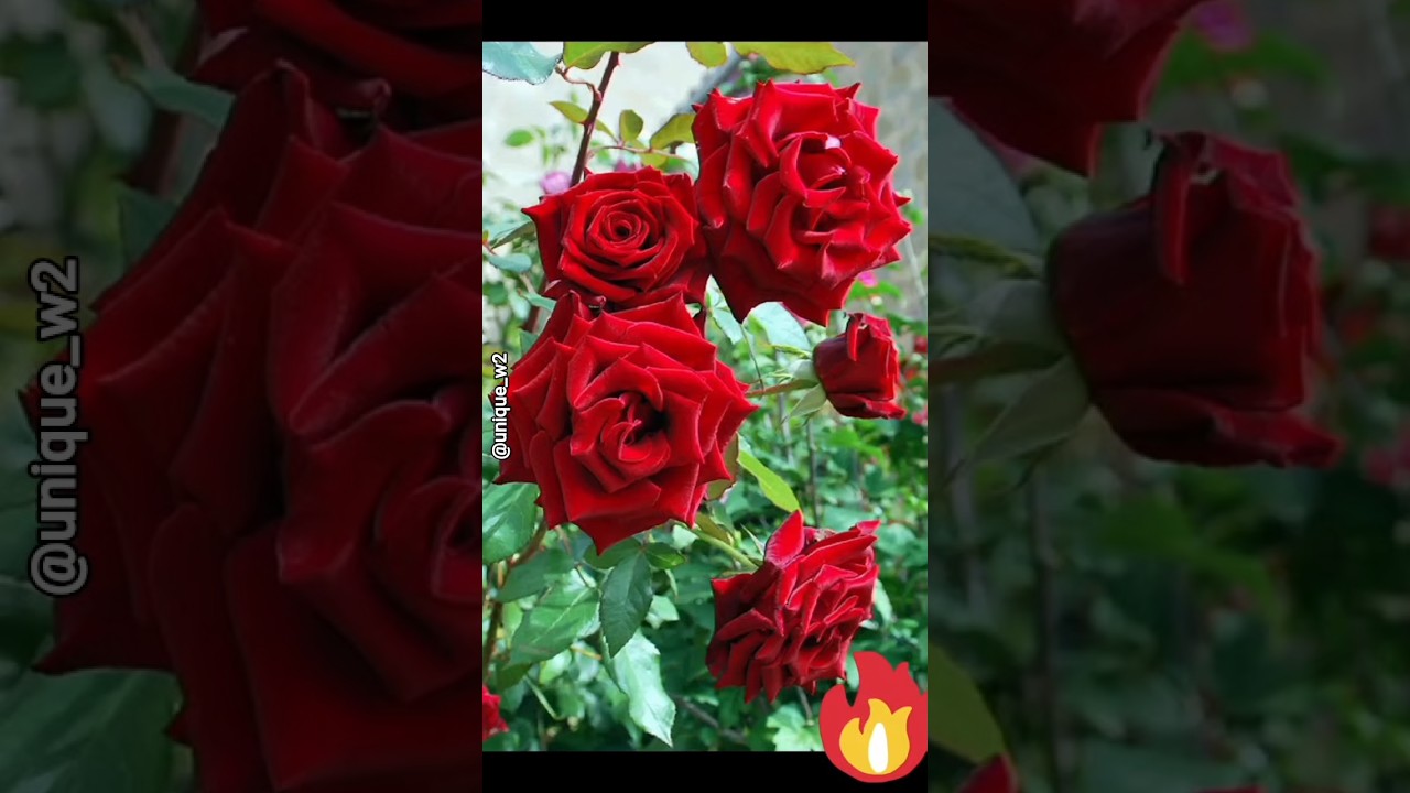 amazing😍flowers#beatifulnature #flowers #beautifulflowers #trending #viralvideo #viral