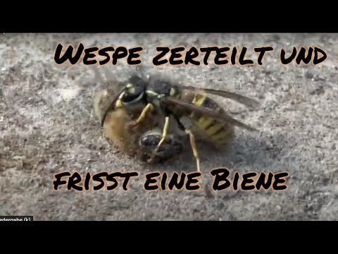 Wasp dismembers honey bee. Wespe frisst und zerteilt eine Biene.