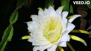 Mustika Bunga Wijaya Kusuma