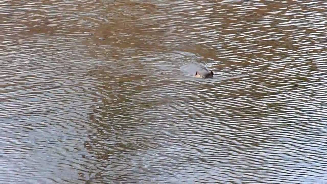 Beaver, tail slap YouTube