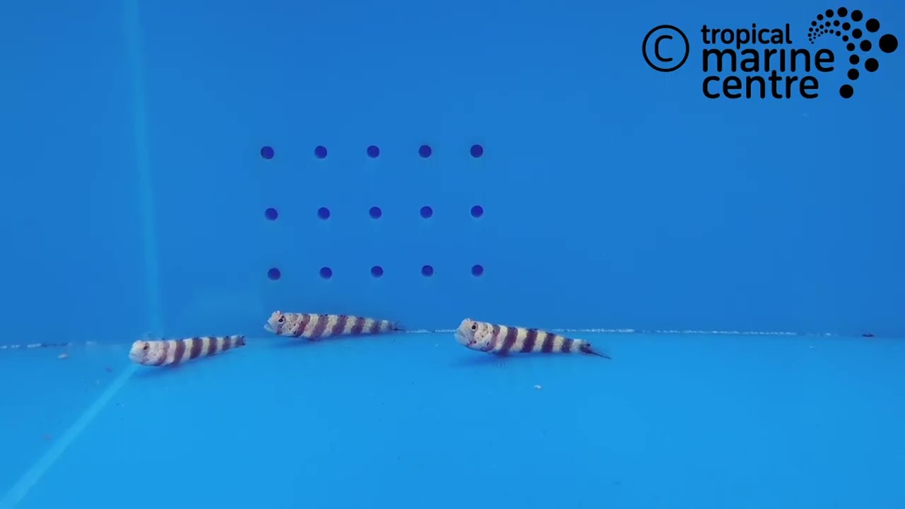 Red Banded Goby, Amblyeleotris wheeleri