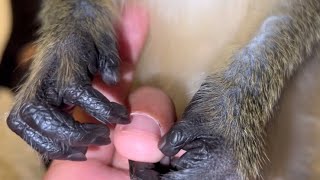 ASMR Monkey Grooming Compilation of Clips Oddly Satisfying