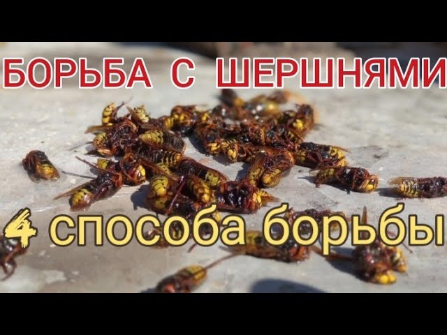 4 СПОСОБА БОРЬБЫ С ШЕРШНЯМИ. Как избавится от шершней? АРТУРА&ПАСЕКА.