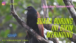 Bikin Merinding !!!!! Suara  Burung Bubut Besar