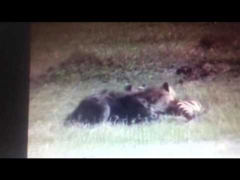 Hyena Eat Zebra Brutally أبشع فيديو في عالم الافتراس ضبع ياكل حمار صغير حي بوحشية مروع