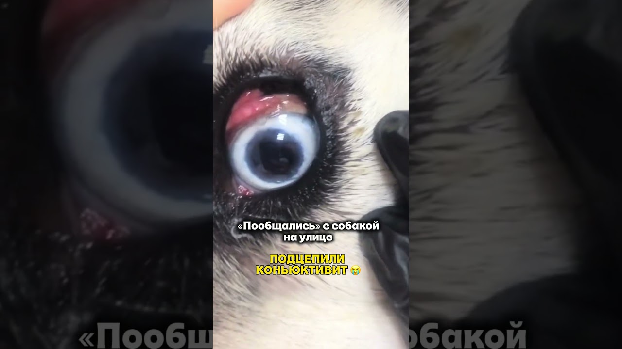 Лечим каплями, мазями и еще антибиотиками 🥺 артикул на капли вот 