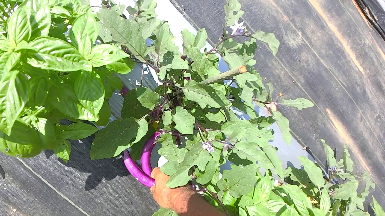 茄子とバジルコンパニオンプランツ栽培風よけモロヘイヤ Youtube